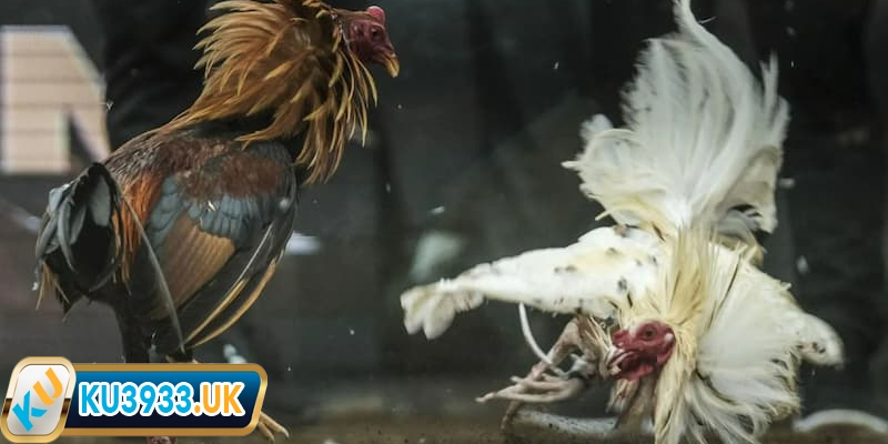 Lựa chọn chiến kê phù hợp