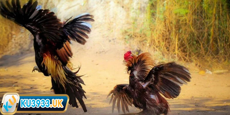 Luật đá gà Thomo dễ hiểu