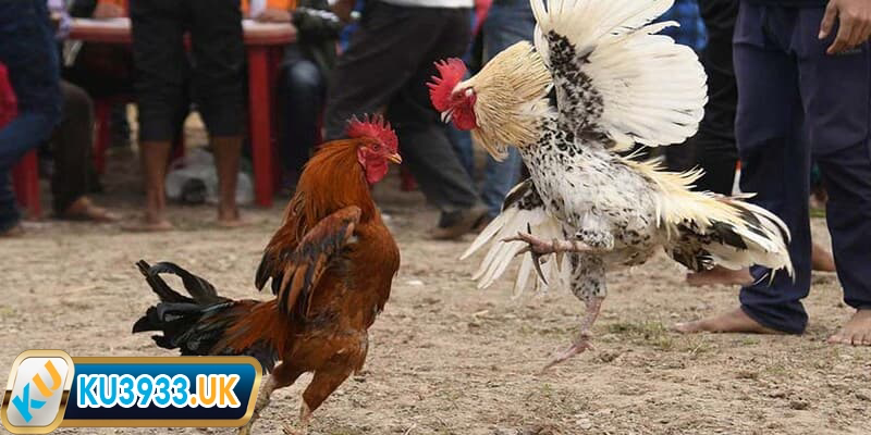Những điều người chơi nên biết về đá gà Mộc Bài