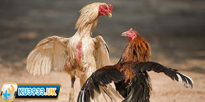 Những hình thức phổ biến của đá gà trực tiếp Mộc Bài